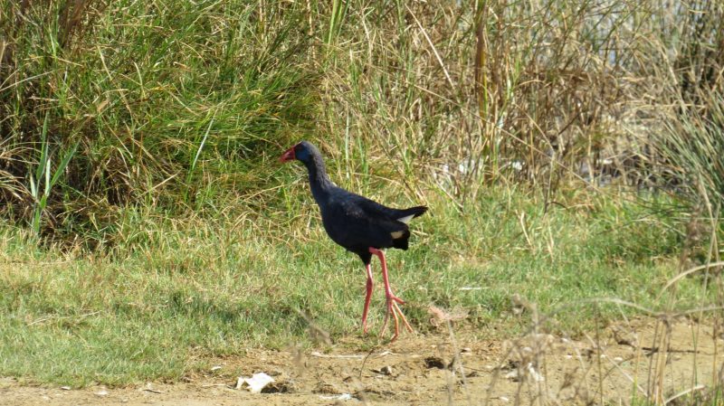 Talève sultane le long du fleuve Moulouya
